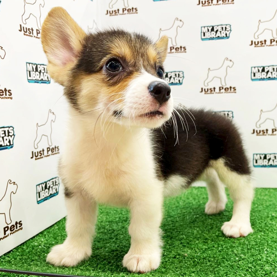 Taiwan Imported Corgi Puppy (Male) For Sale