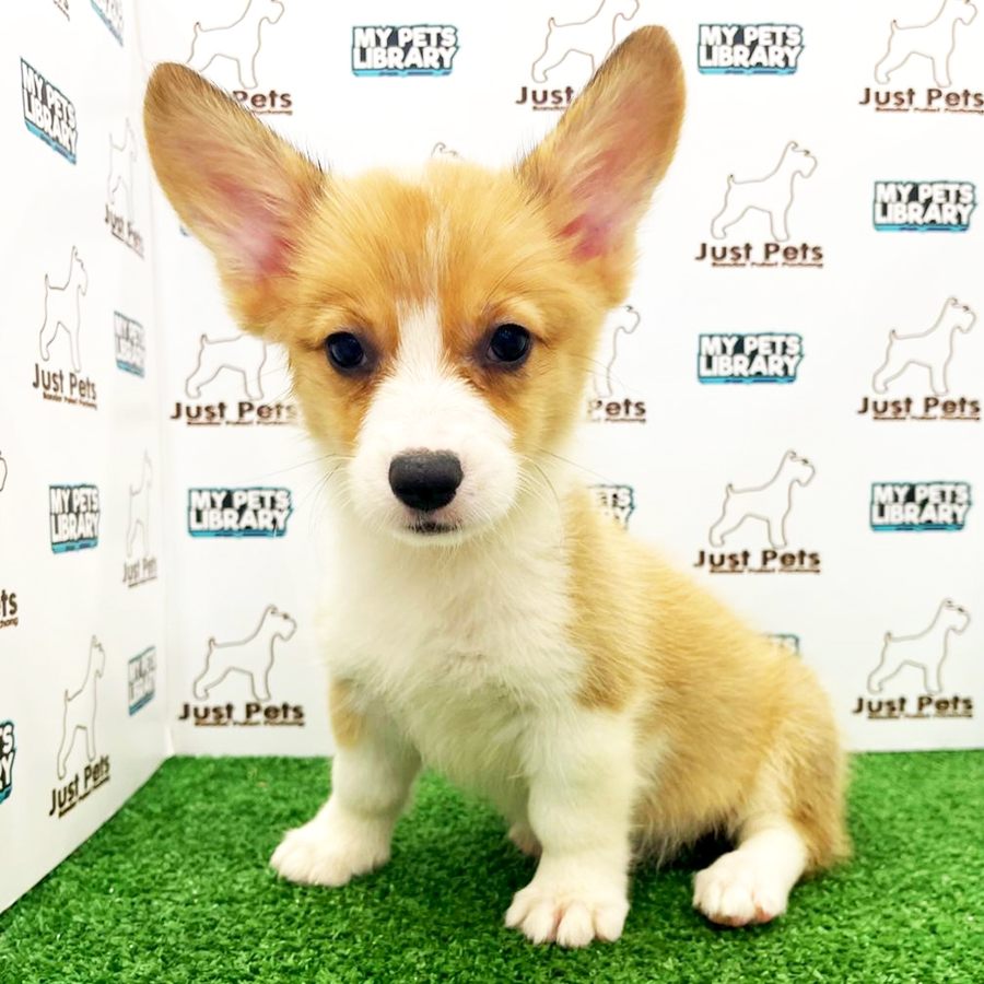 Taiwan Imported Corgi Puppy (Female) For Sale