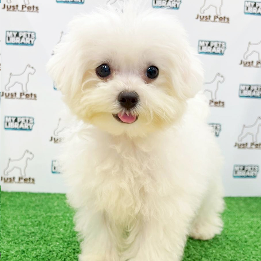 Taiwan Imported Bichon Frise Puppy (Female) For Sale