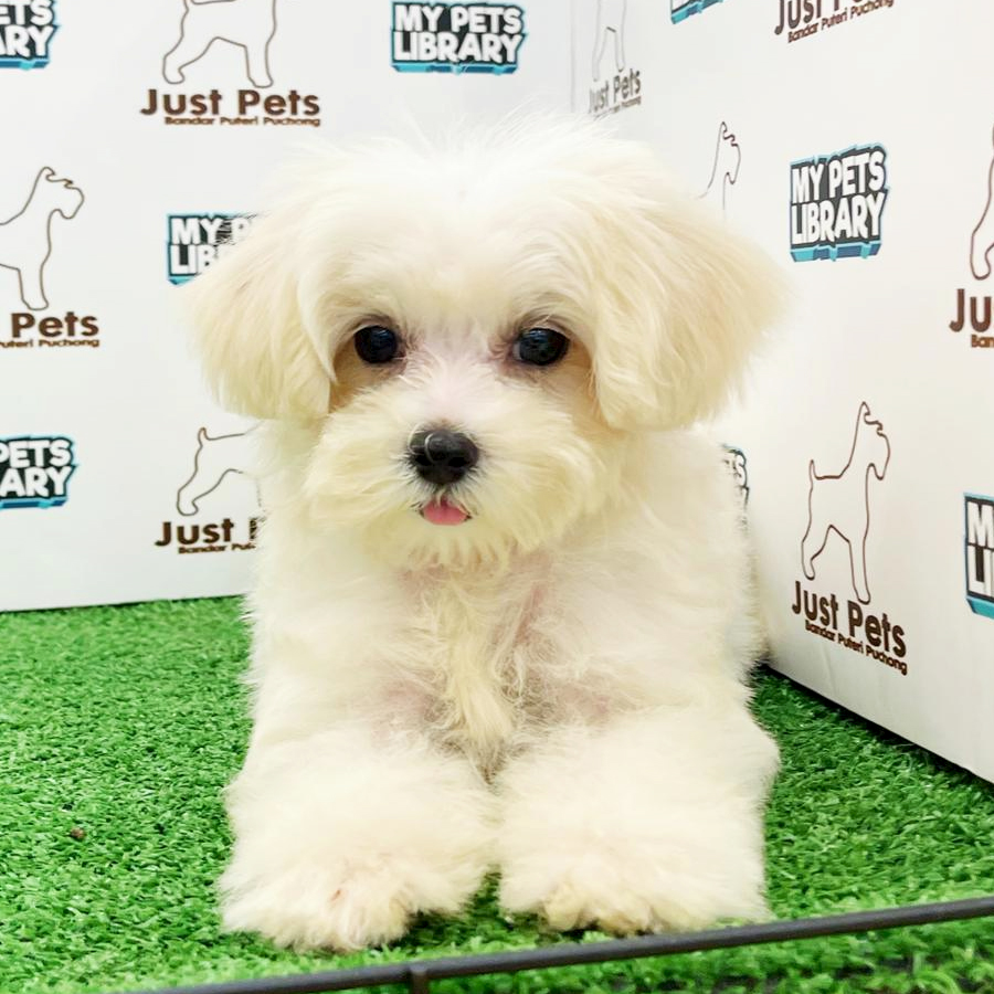 Taiwan Imported Maltese Puppy (Female) For Sale