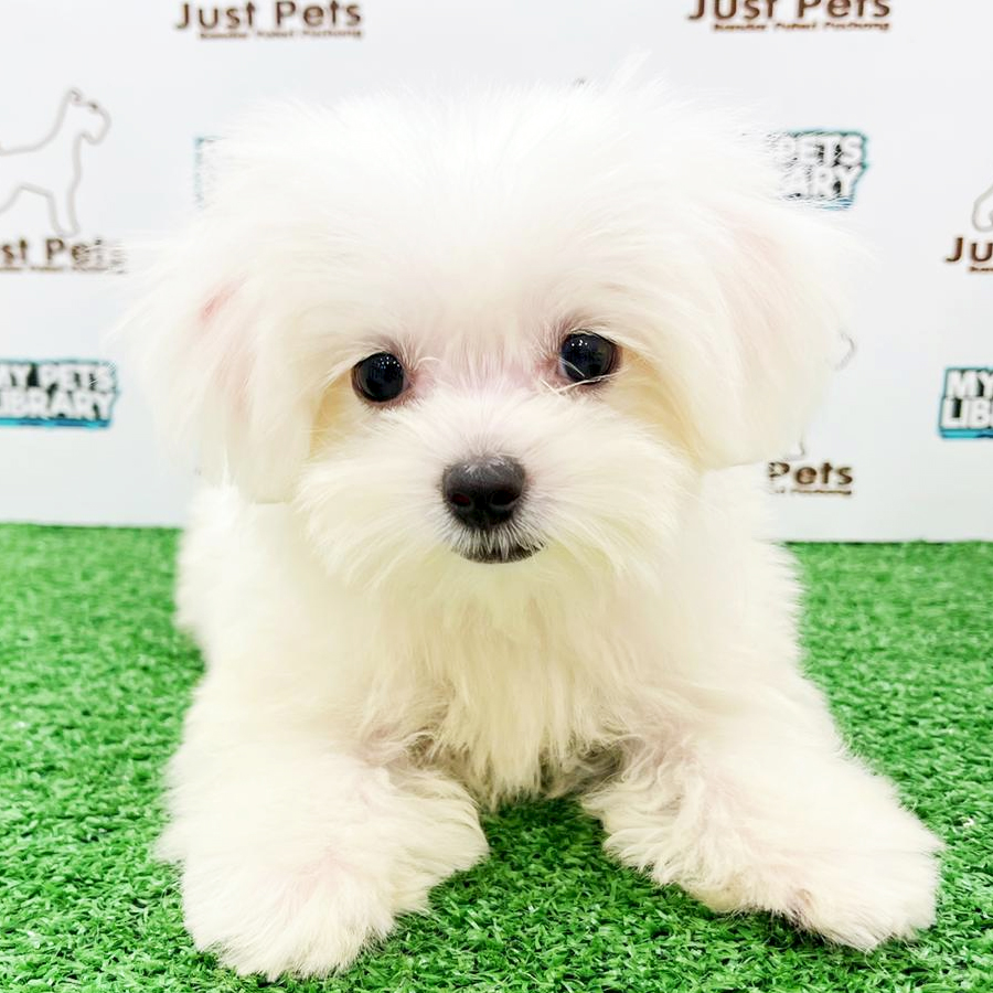 Taiwan Imported Maltese Puppy (Male) For Sale