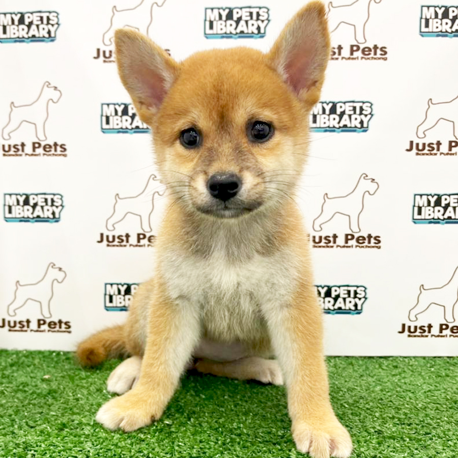 Taiwan Imported Shiba Inu Puppy (Female) For Sale