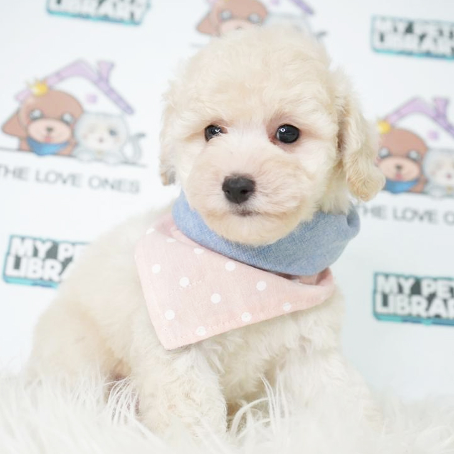 MKA Toy Poodle Puppy (Female) For Sale