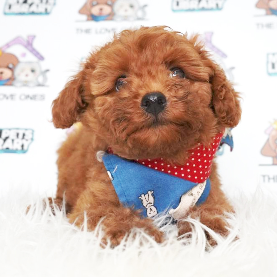 MKA Toy Poodle Puppy (Male) For Sale