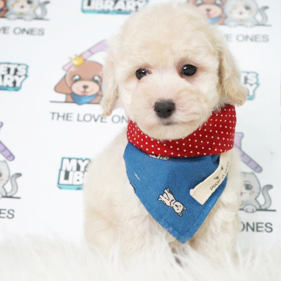 MKA Toy Poodle Puppy (Male) For Sale