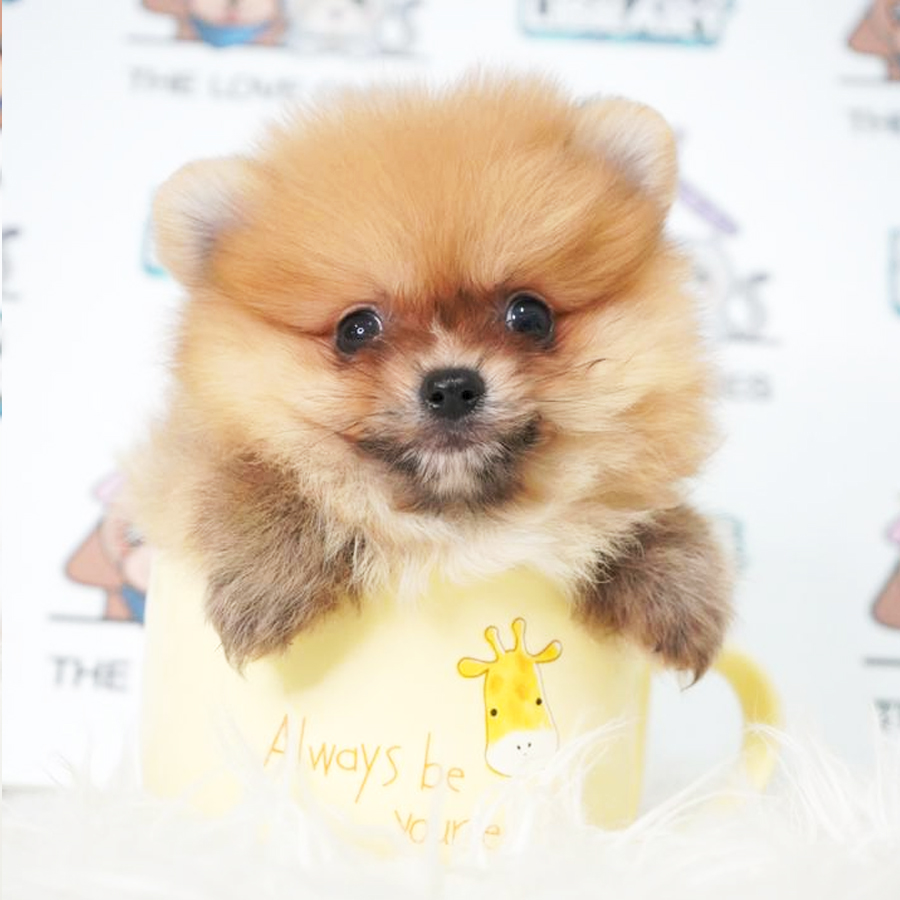Teacup Pomeranian Puppy (Female) For Sale