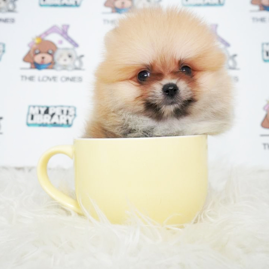 Teacup Pomeranian Puppy (Male) For Sale