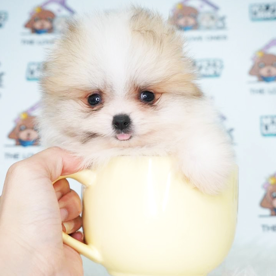 Teacup Pomeranian Puppy (Male) For Sale