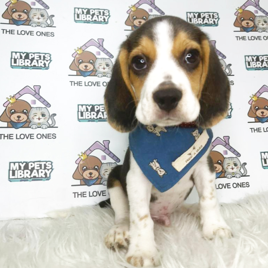 Beagle Puppy (Male) For Sale