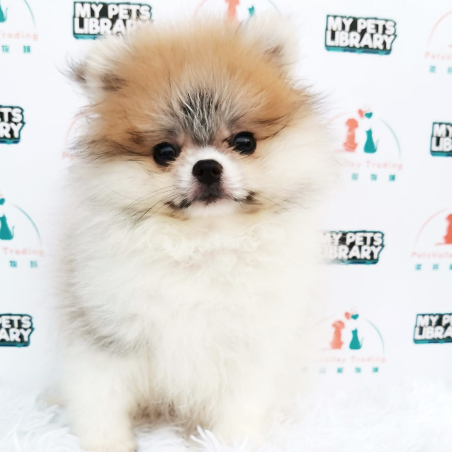 Tiny Pomeranian Puppy (Male) For Sale