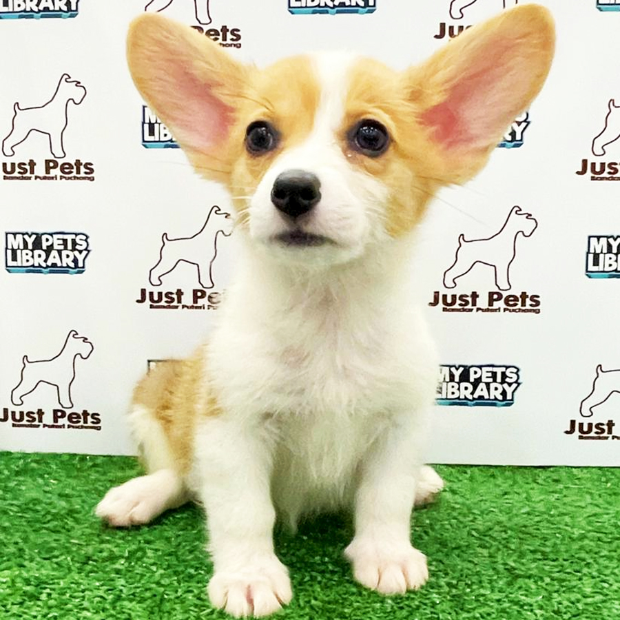 Taiwan Imported Corgi Puppy (Female) For Sale