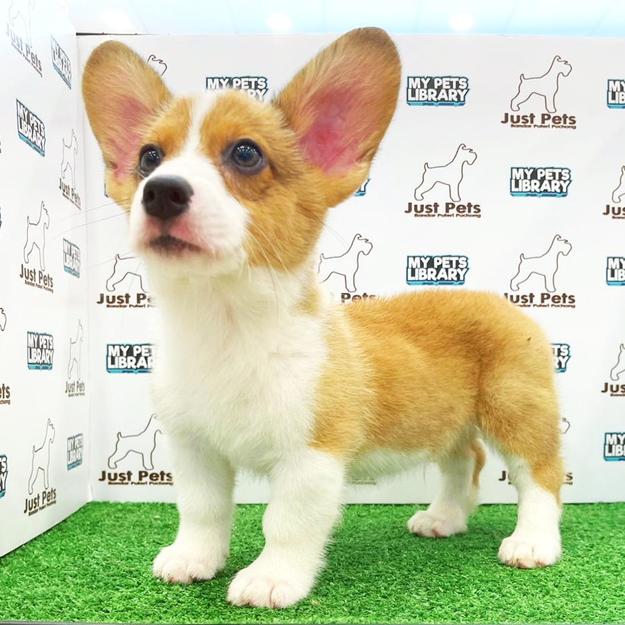 Taiwan Imported Corgi Puppy (Male) For Sale