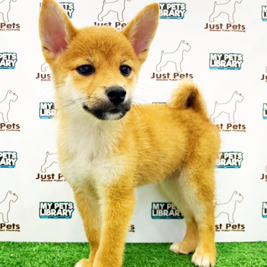 Taiwan Imported Shiba Inu Puppy (Female) For Sale