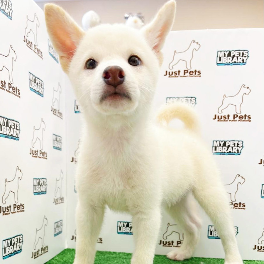 Taiwan Imported Shiba Inu Puppy (Male) For Sale