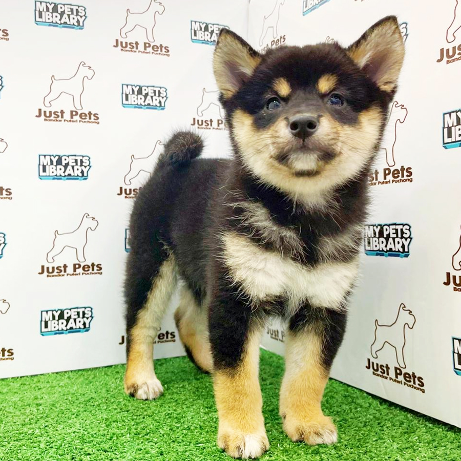Taiwan Imported Shiba Inu Puppy (Female) For Sale