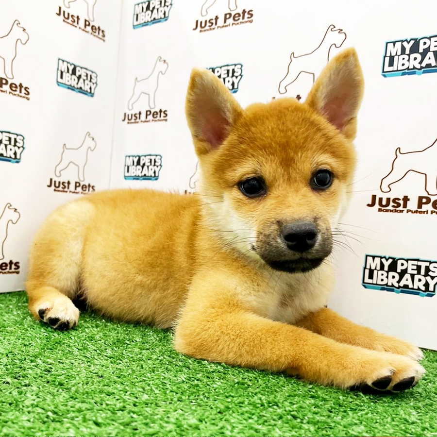 Taiwan Imported Shiba Inu Puppy (Male) For Sale