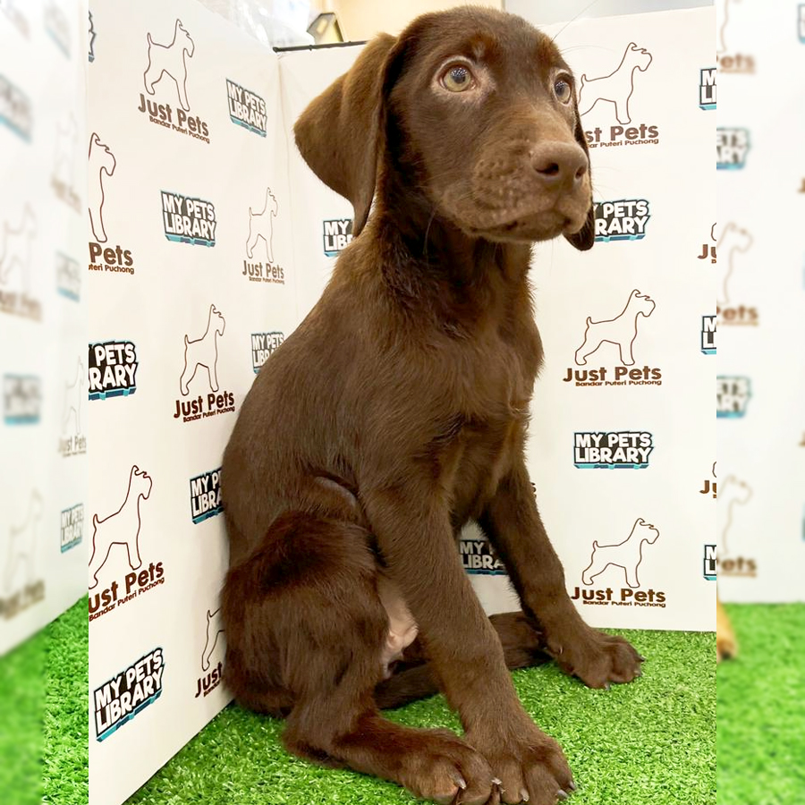 Indonesia Imported Labrador Puppy (Female) For Sale
