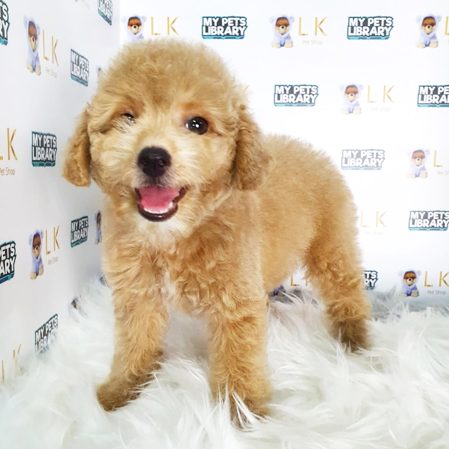Toy Poodle Puppy (Female) For Sale