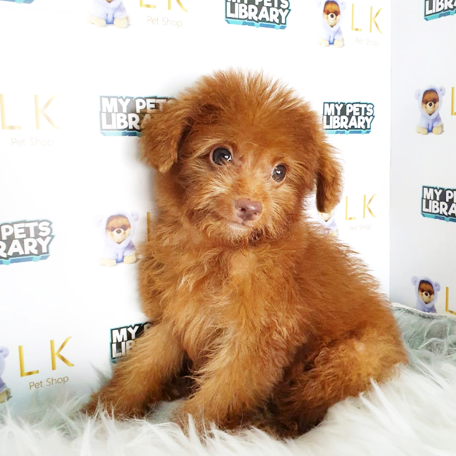 Toy Poodle Puppy (Male) For Sale