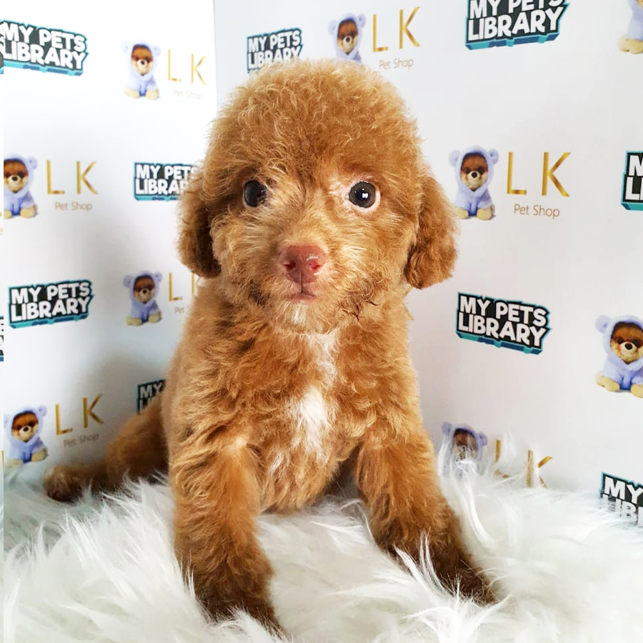 Toy Poodle Puppy (Male) For Sale