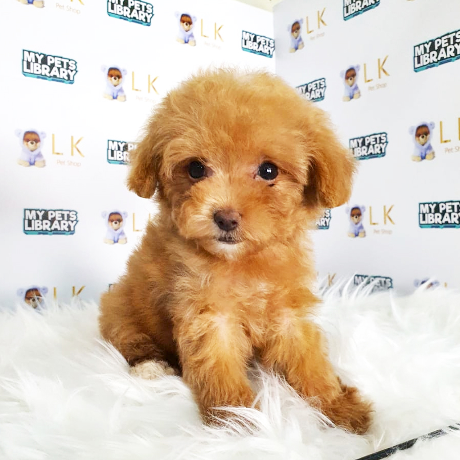 Toy Poodle Puppy (Female) For Sale