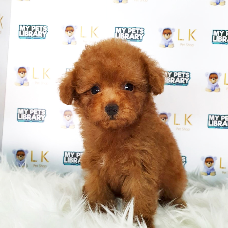 Toy Poodle Puppy (Male) For Sale