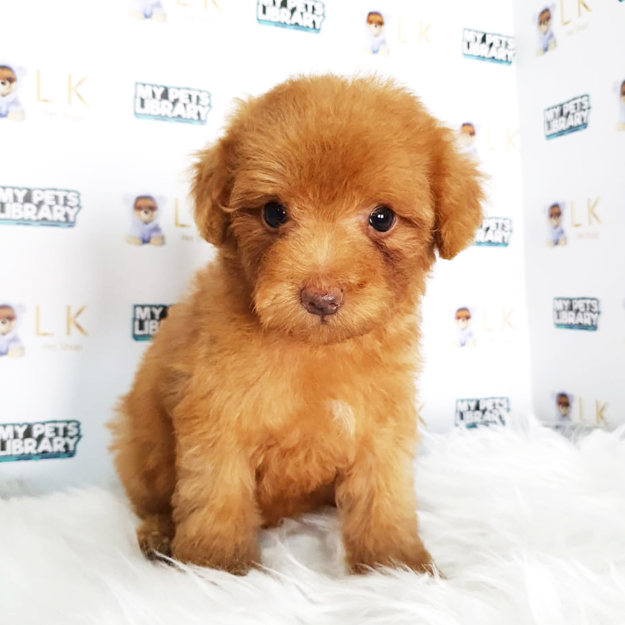 Toy Poodle Puppy (Male) For Sale