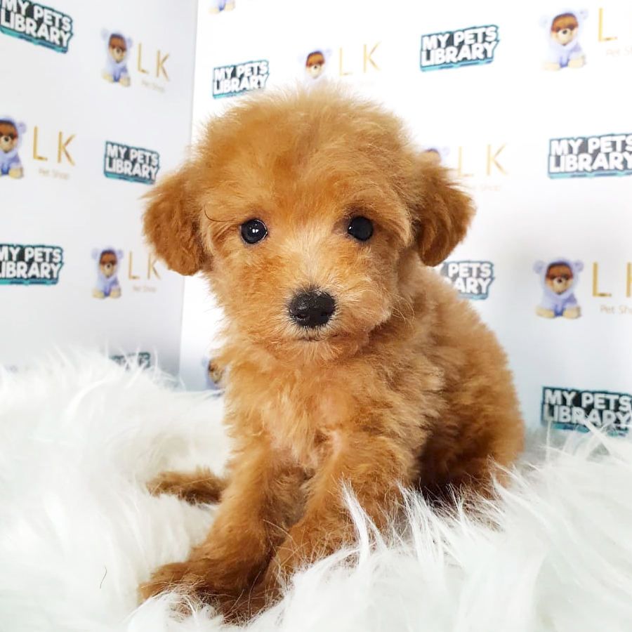 Toy Poodle Puppy (Male) For Sale