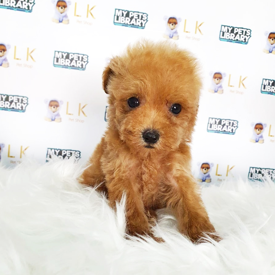 Toy Poodle Puppy (Male) For Sale
