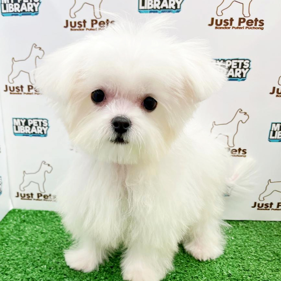 Taiwan Imported Maltese Puppy (Female) For Sale