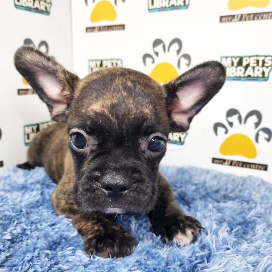 French Bulldog Puppy (Male) For Sale