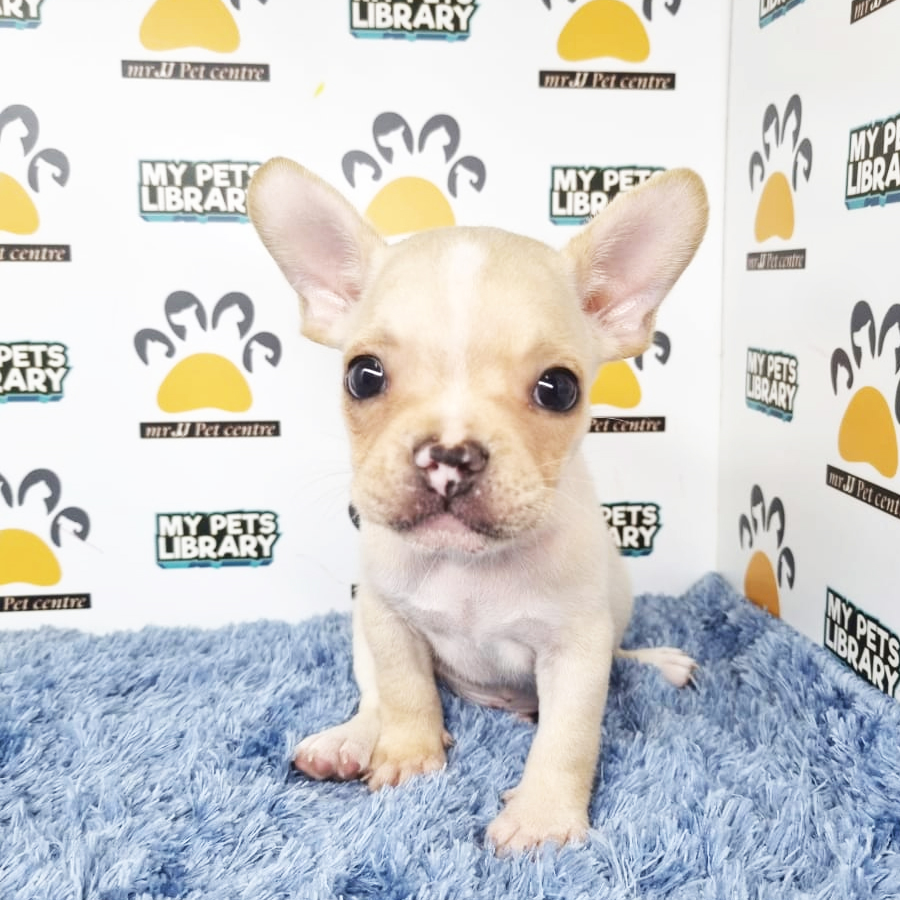 French Bulldog Puppy (Male) For Sale