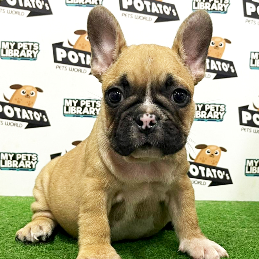 French Bulldog Puppy (Female) For Sale