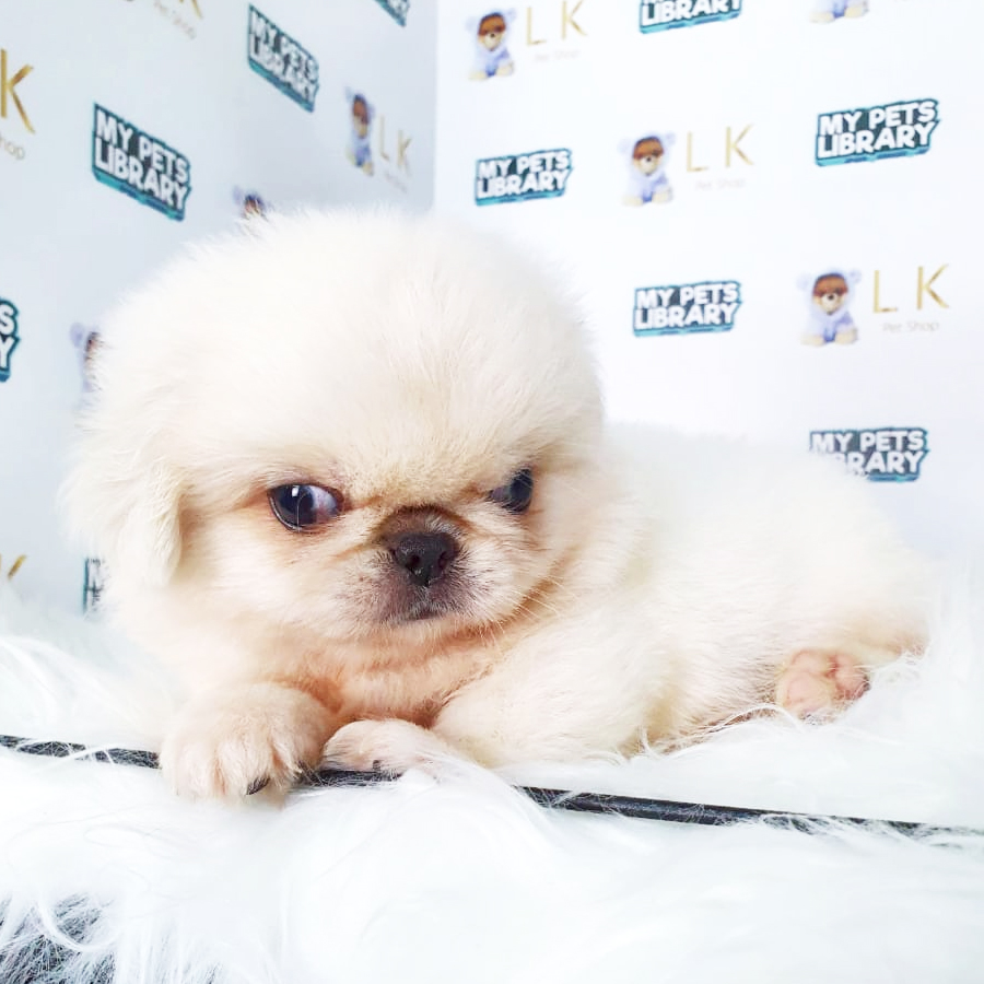 Pekingese Puppy (Male) For Sale