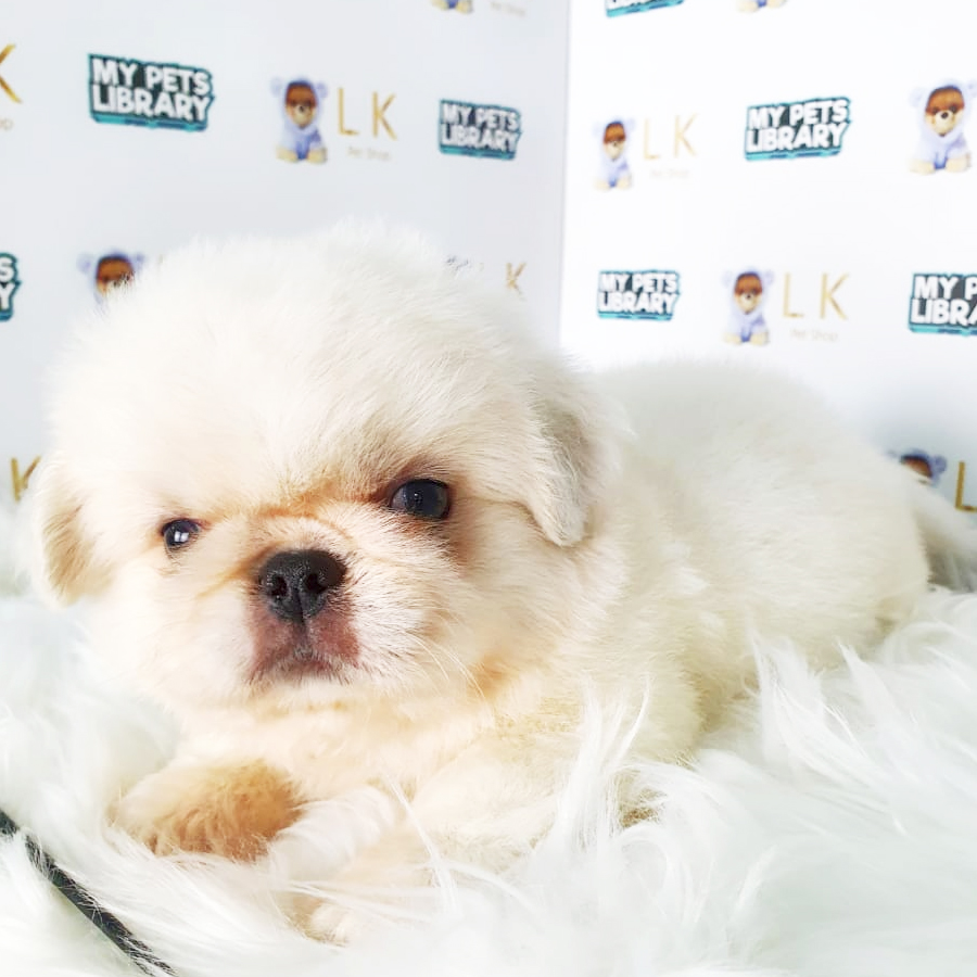 Pekingese Puppy (Male) For Sale
