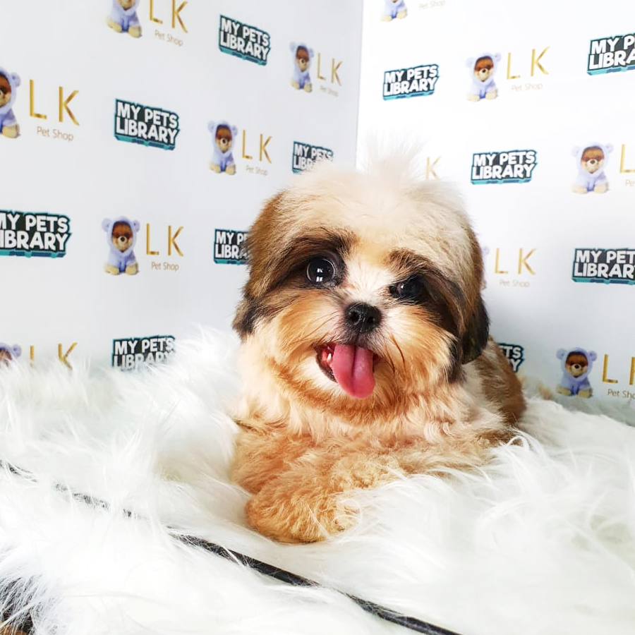 Shih Tzu Puppy (Female) For Sale