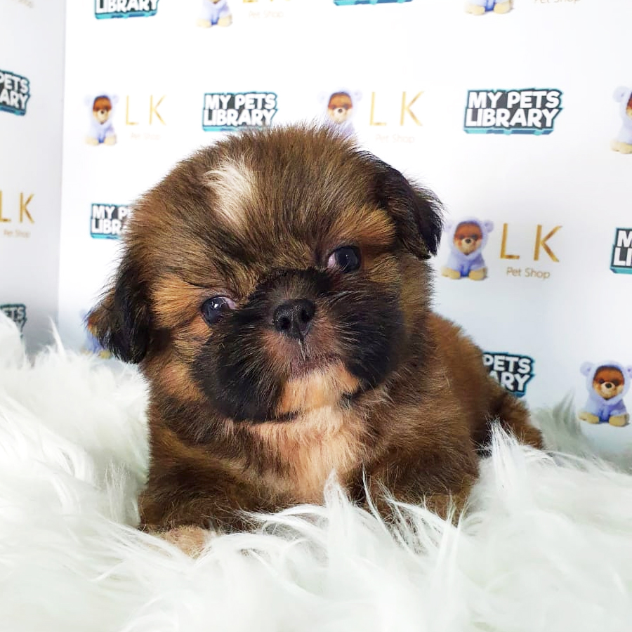 Shih Tzu Puppy (Female) For Sale