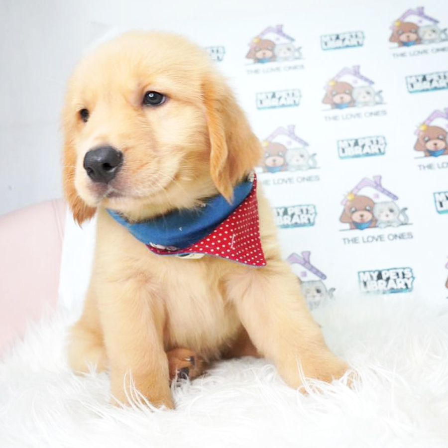Golden Retriever Puppy (Female) For Sale