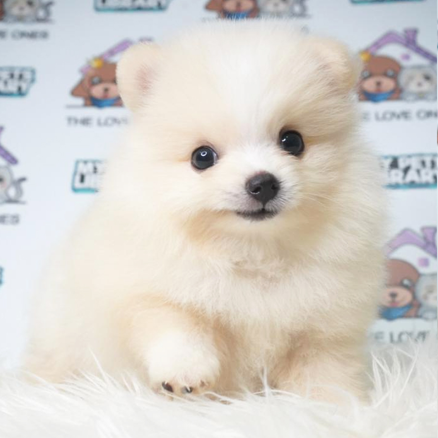 Pomeranian Puppy (Female) For Sale