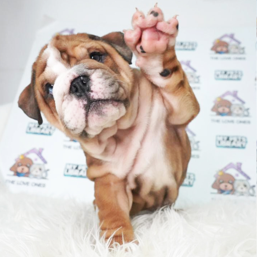 English Bulldog Puppy (Male) For Sale