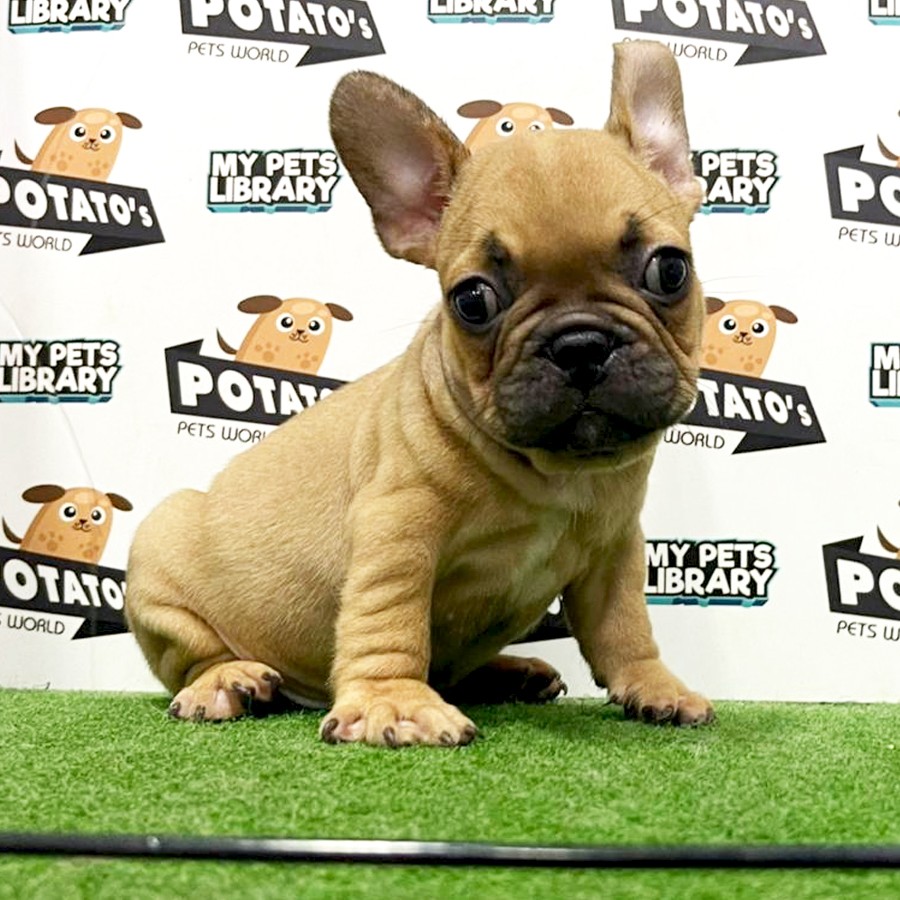 French Bulldog Puppy (Male) For Sale