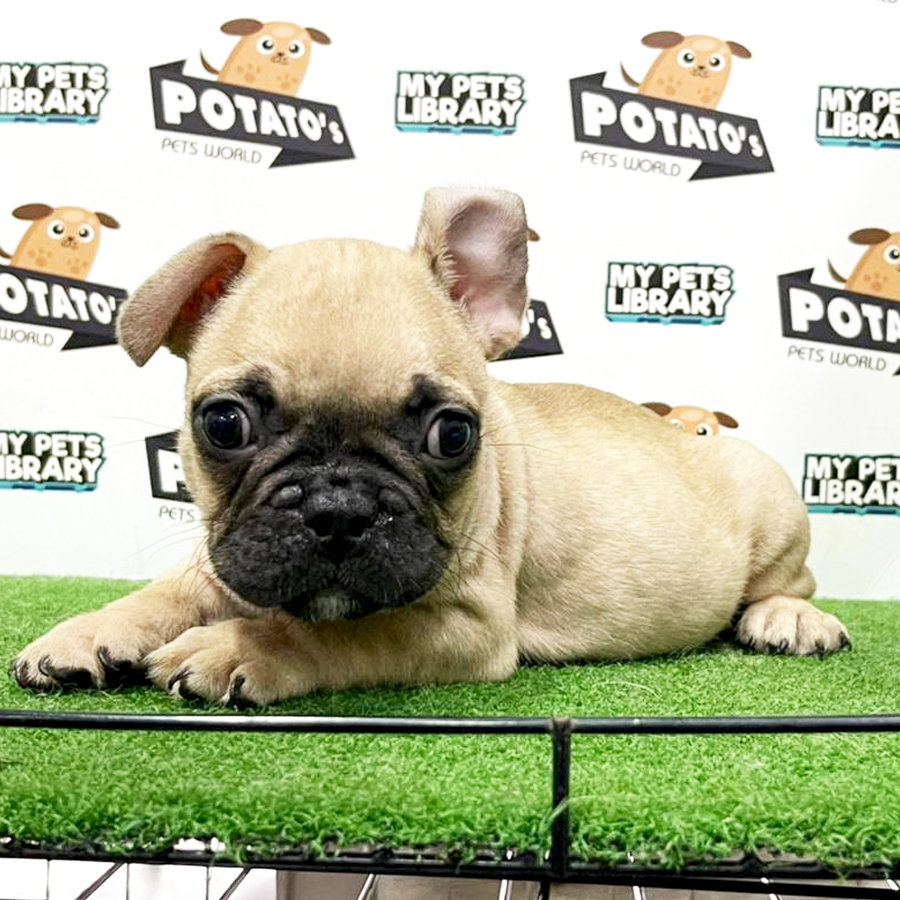 French Bulldog Puppy (Male) For Sale