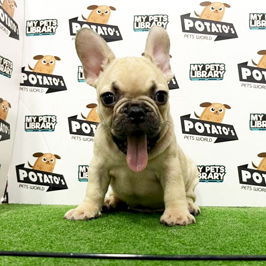 French Bulldog Puppy (Male) For Sale
