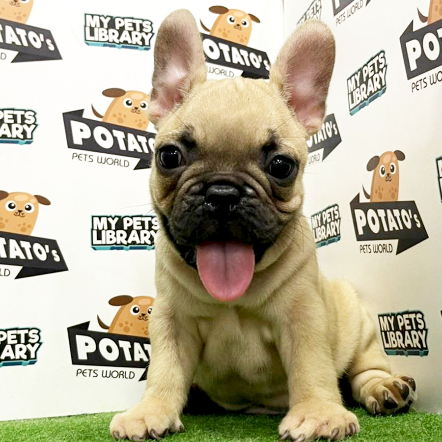 French Bulldog Puppy (Male) For Sale