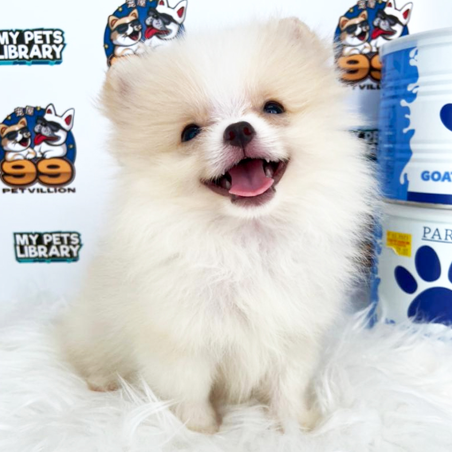 Super Tiny Pomeranian Puppy (Male) For Sale