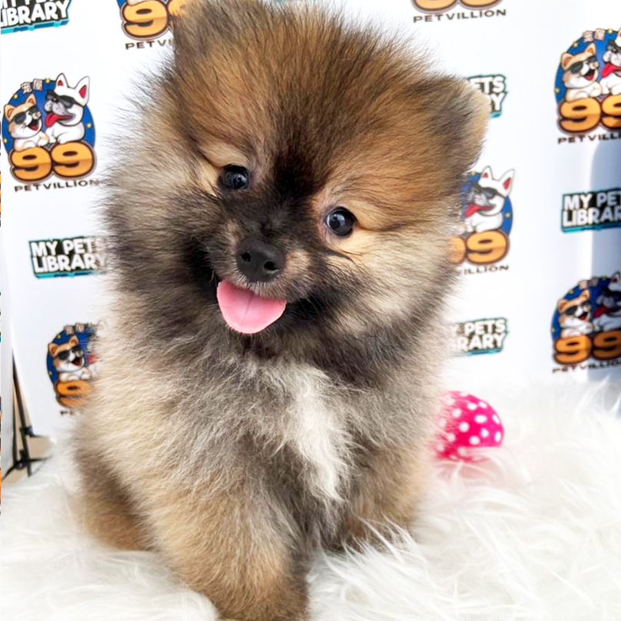 Tiny Pomeranian Puppy (Female) For Sale