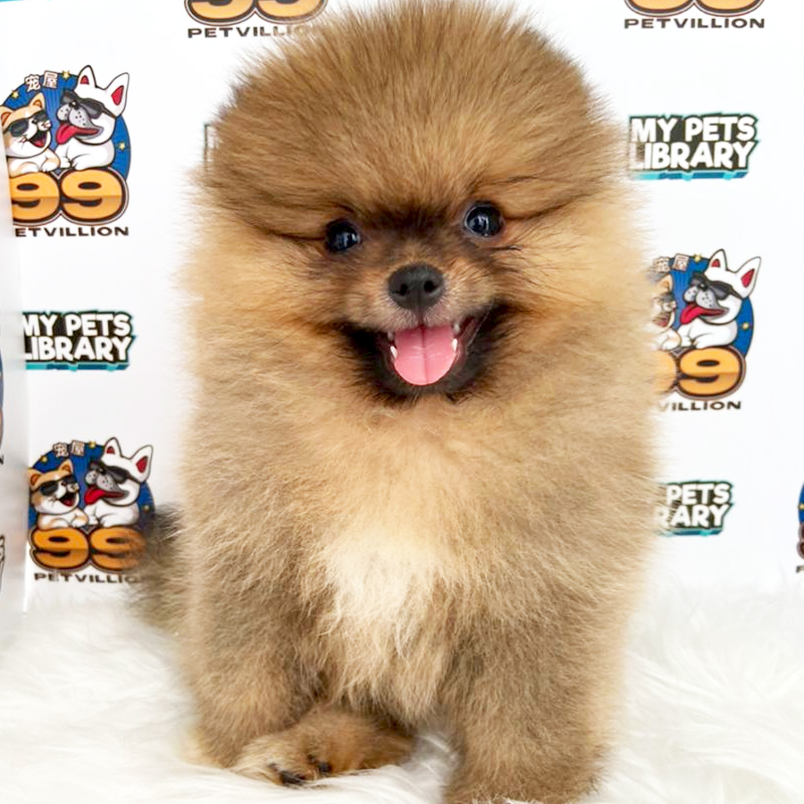 Bear Face Tiny Pomeranian Puppy (Male) For Sale