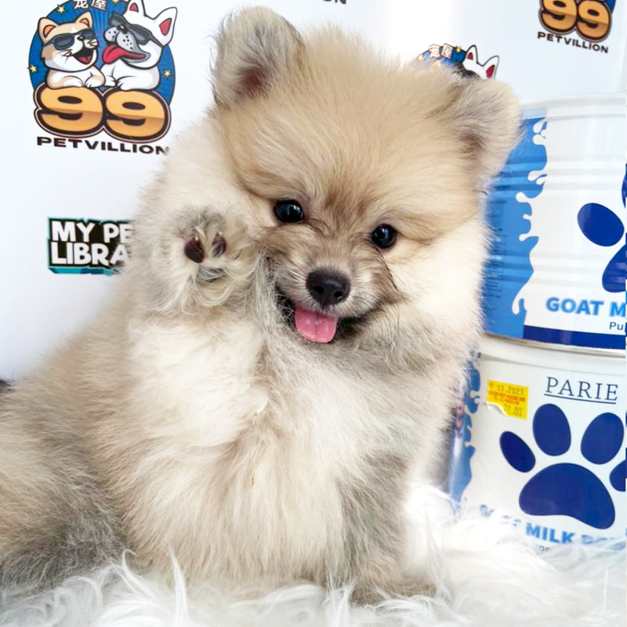 Bear Face Tiny Pomeranian Puppy (Male) For Sale