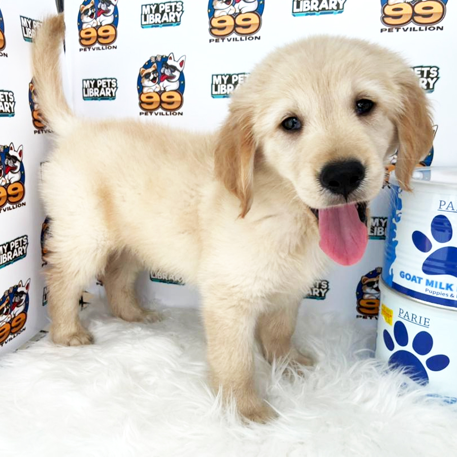 Golden Retriever Puppy (Male) For Sale