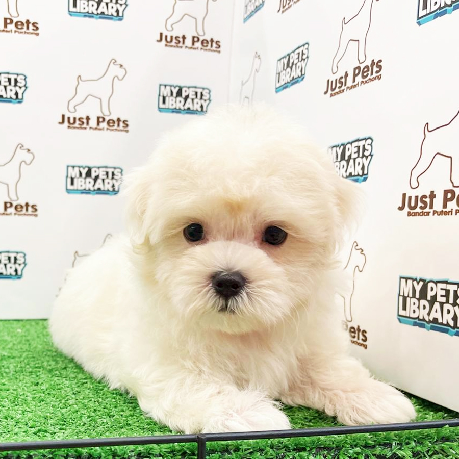 MKA Maltese Puppy (Male) For Sale